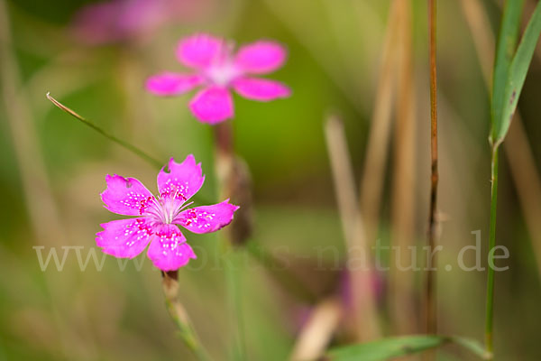 Heide-Nelke (Dianthus deltoides)