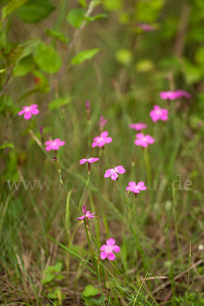 Heide-Nelke (Dianthus deltoides)