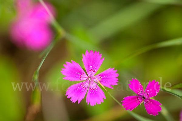 Heide-Nelke (Dianthus deltoides)