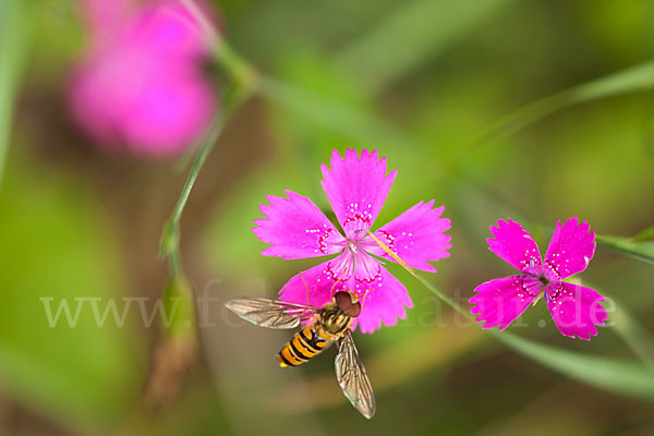 Heide-Nelke (Dianthus deltoides)