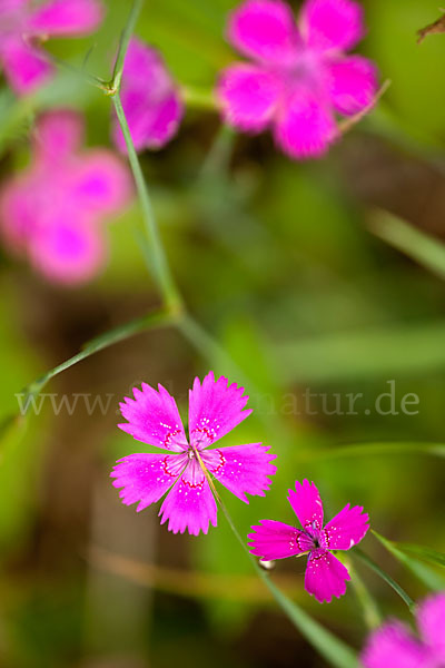 Heide-Nelke (Dianthus deltoides)