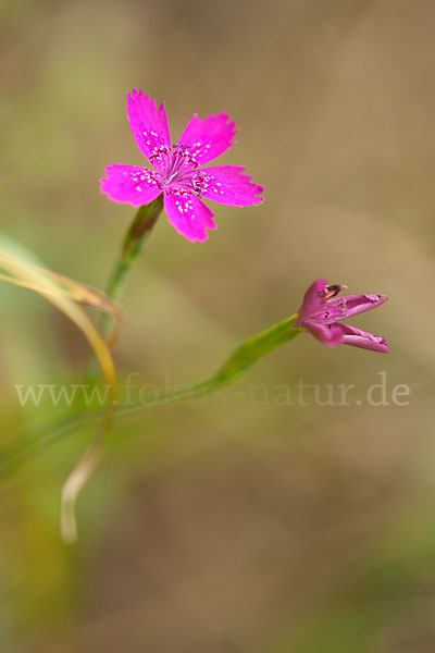 Heide-Nelke (Dianthus deltoides)