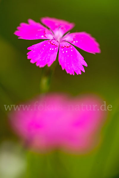 Heide-Nelke (Dianthus deltoides)