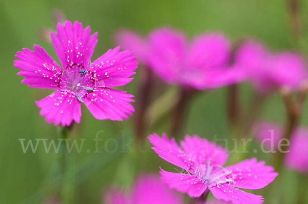 Heide-Nelke (Dianthus deltoides)