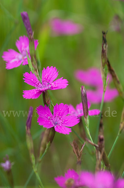 Heide-Nelke (Dianthus deltoides)