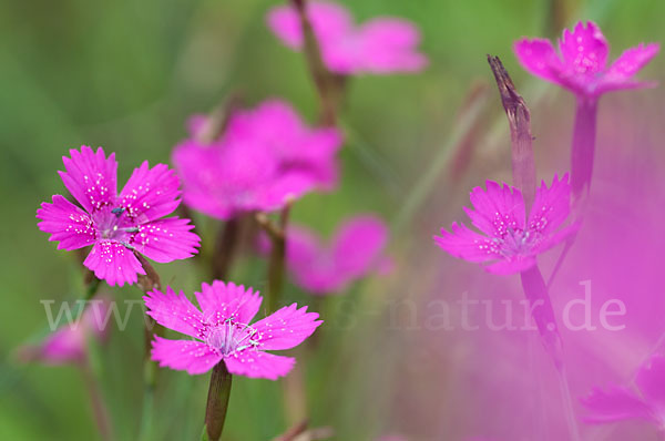 Heide-Nelke (Dianthus deltoides)