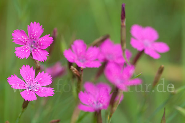 Heide-Nelke (Dianthus deltoides)