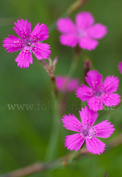 Heide-Nelke (Dianthus deltoides)