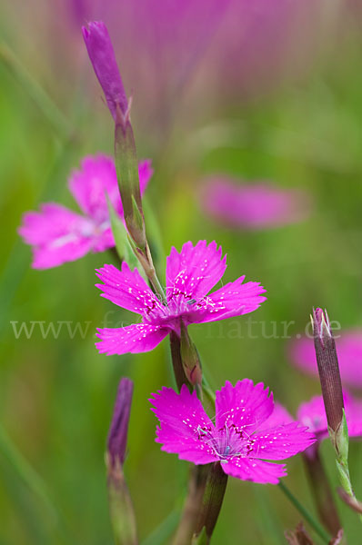 Heide-Nelke (Dianthus deltoides)