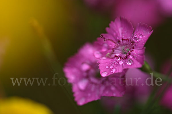 Heide-Nelke (Dianthus deltoides)