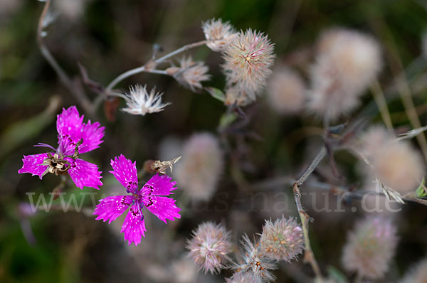 Heide-Nelke (Dianthus deltoides)