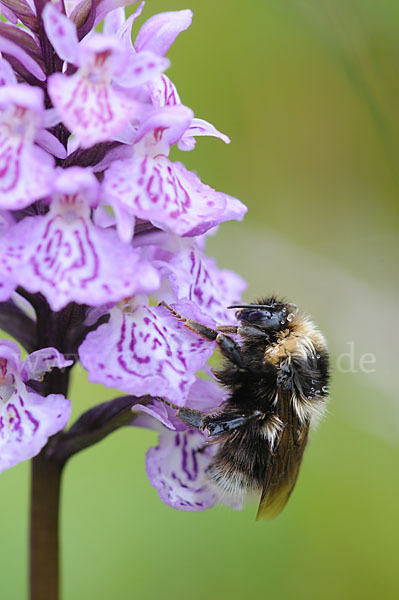 Heidehummel (Bombus jonellus)