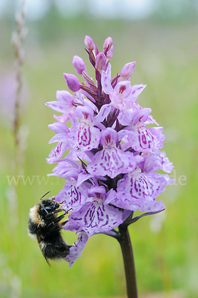 Heidehummel (Bombus jonellus)