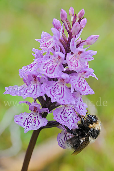 Heidehummel (Bombus jonellus)