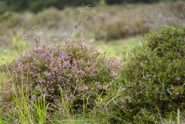 Heidekraut (Calluna vulgaris)