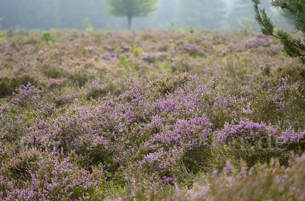 Heidekraut (Calluna vulgaris)