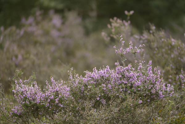 Heidekraut (Calluna vulgaris)