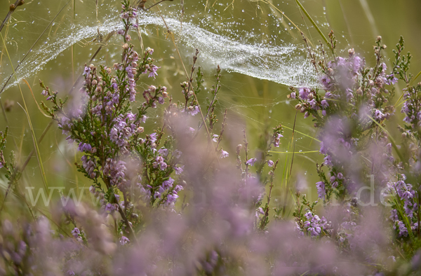 Heidekraut (Calluna vulgaris)