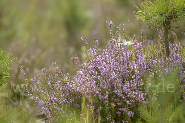 Heidekraut (Calluna vulgaris)