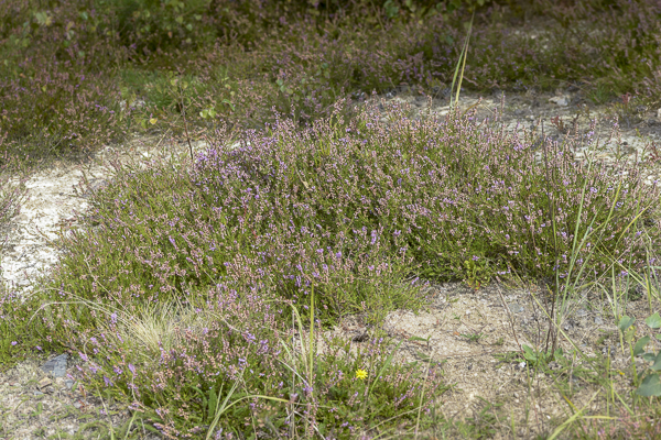 Heidekraut (Calluna vulgaris)