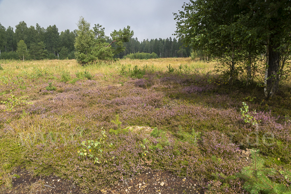 Heidekraut (Calluna vulgaris)