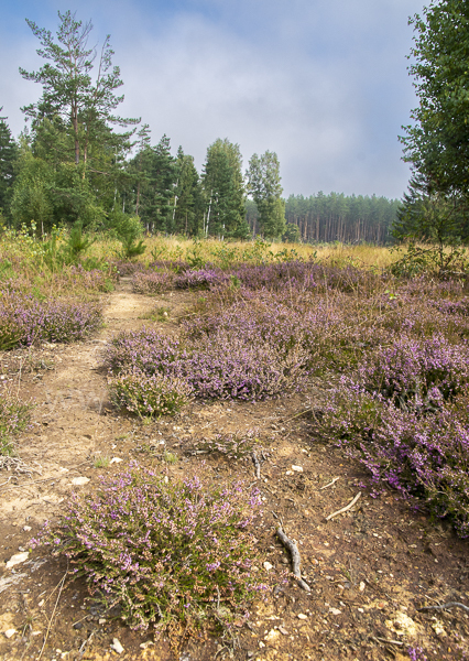 Heidekraut (Calluna vulgaris)