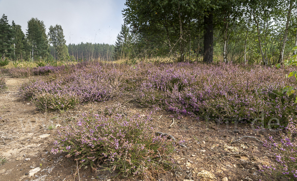 Heidekraut (Calluna vulgaris)