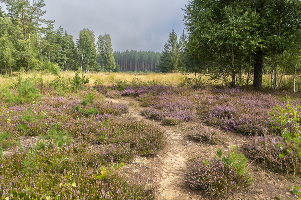 Heidekraut (Calluna vulgaris)