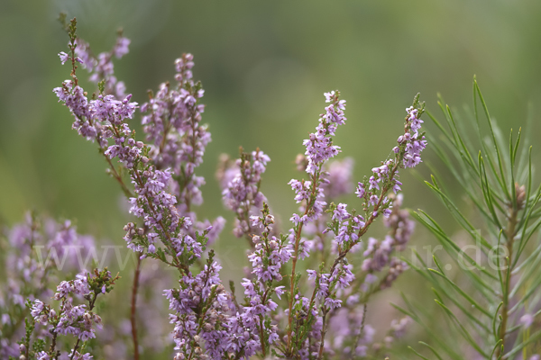 Heidekraut (Calluna vulgaris)