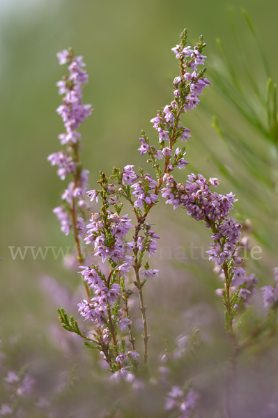 Heidekraut (Calluna vulgaris)