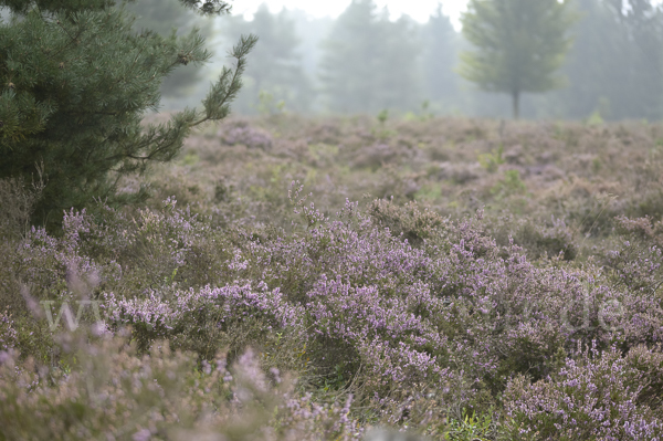 Heidekraut (Calluna vulgaris)