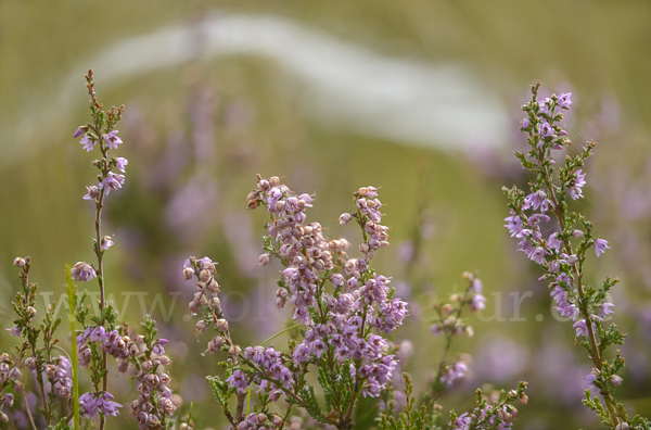 Heidekraut (Calluna vulgaris)