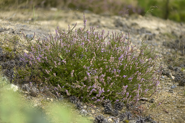 Heidekraut (Calluna vulgaris)