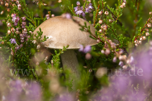 Heidekraut (Calluna vulgaris)