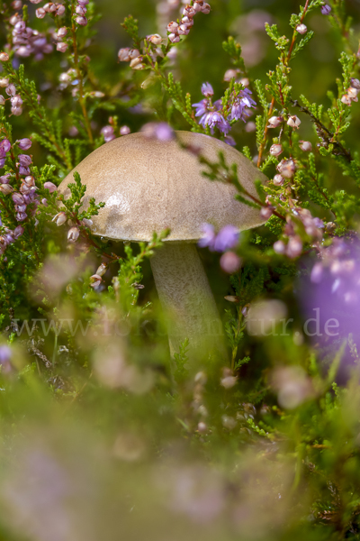 Heidekraut (Calluna vulgaris)