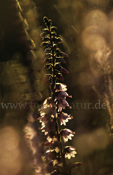 Heidekraut (Calluna vulgaris)