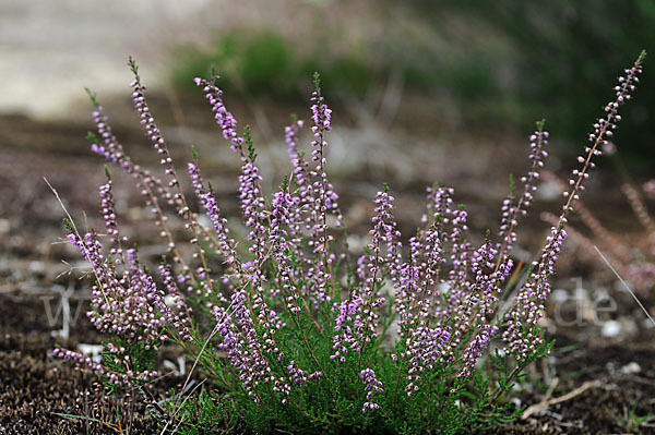 Heidekraut (Calluna vulgaris)