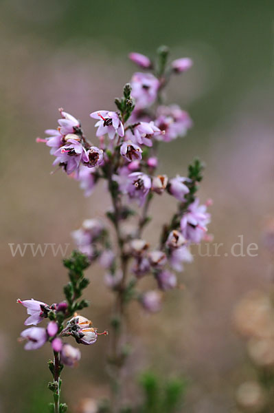 Heidekraut (Calluna vulgaris)