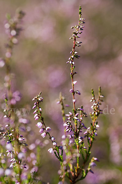 Heidekraut (Calluna vulgaris)