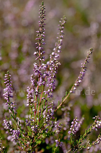 Heidekraut (Calluna vulgaris)