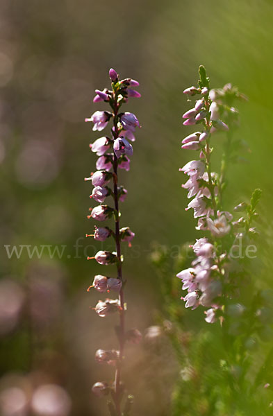 Heidekraut (Calluna vulgaris)