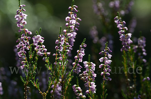 Heidekraut (Calluna vulgaris)