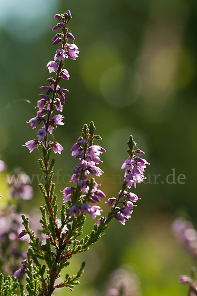 Heidekraut (Calluna vulgaris)