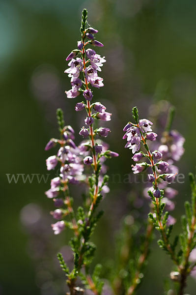 Heidekraut (Calluna vulgaris)