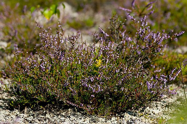 Heidekraut (Calluna vulgaris)