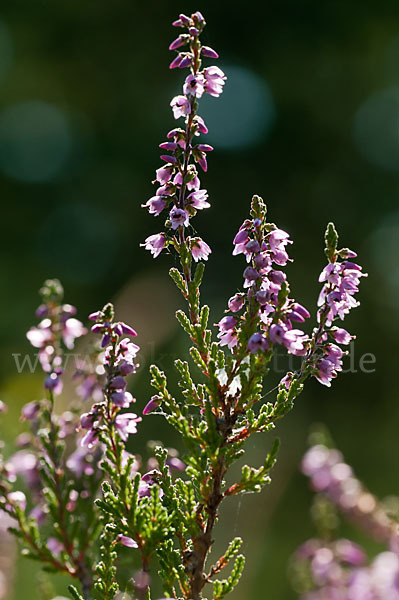 Heidekraut (Calluna vulgaris)