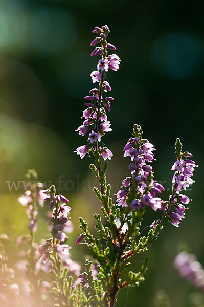 Heidekraut (Calluna vulgaris)