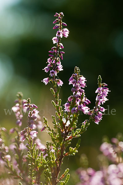 Heidekraut (Calluna vulgaris)