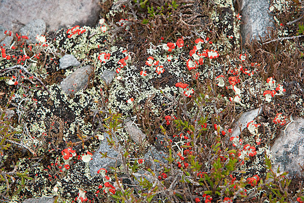 Heidekraut (Calluna vulgaris)