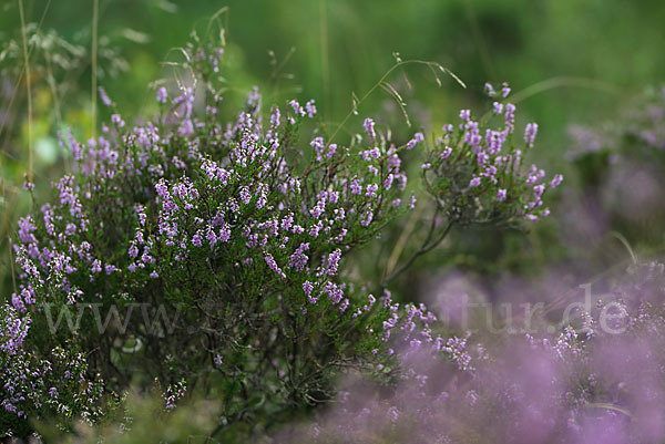 Heidekraut (Calluna vulgaris)